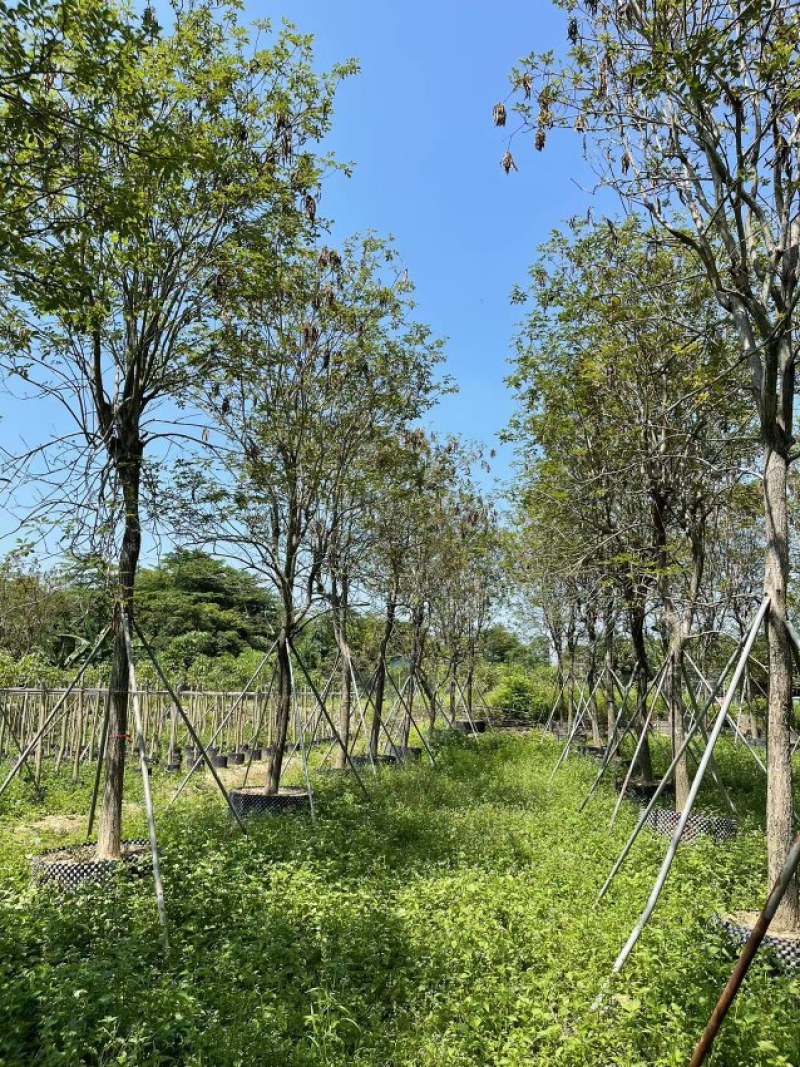 黄花风铃木