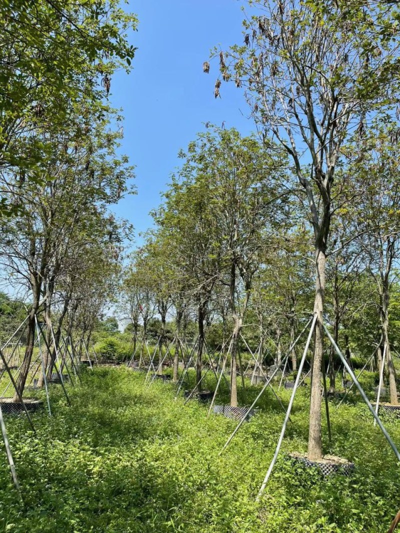 黄花风铃木