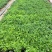 地被菊颜色多成活率高地被植物园林绿化工程