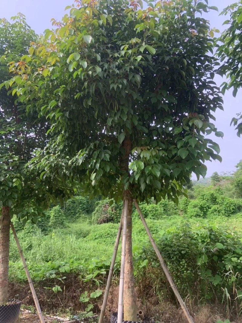 秋枫