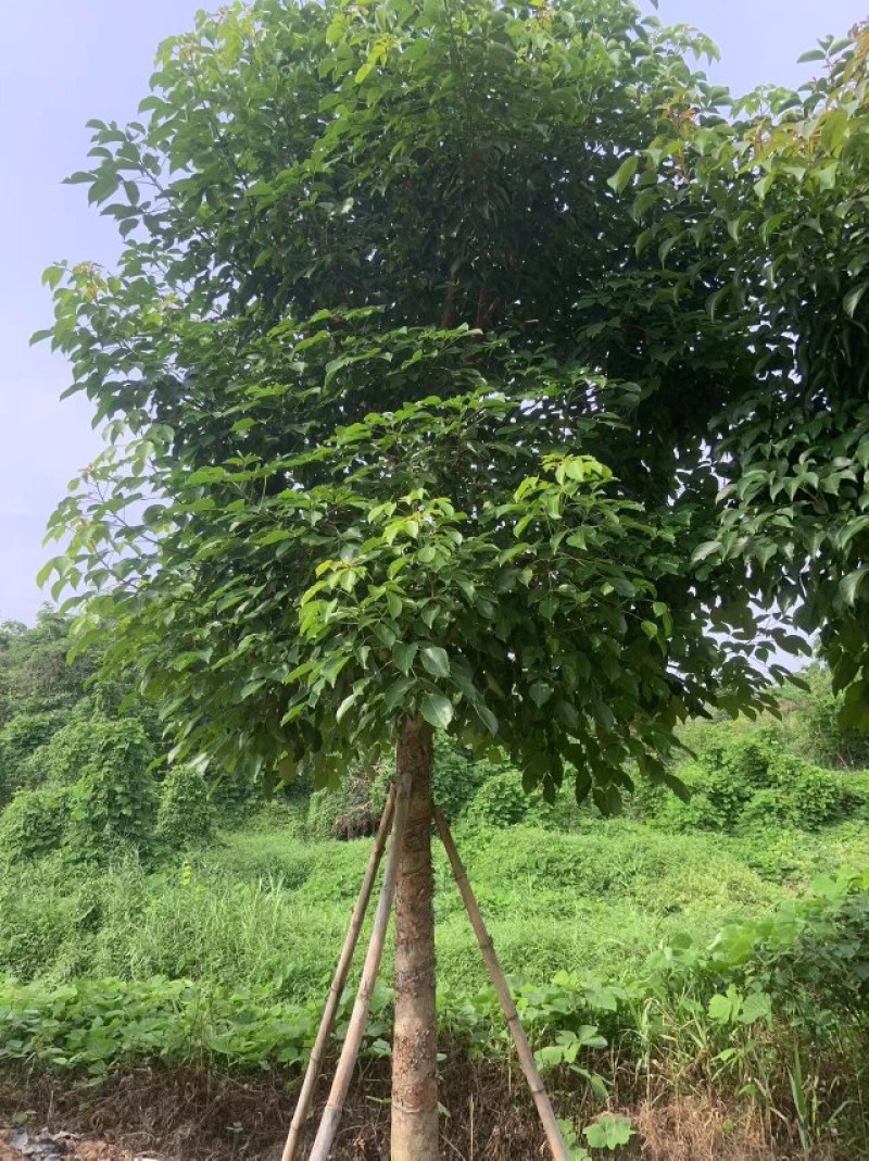 秋枫