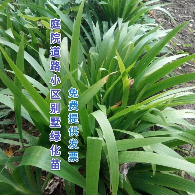 精品蝴蝶兰花苗盆栽蝴蝶兰鸢尾苗蓝花鸢尾苗