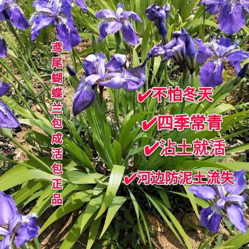 精品蝴蝶兰花苗盆栽蝴蝶兰鸢尾苗蓝花鸢尾苗