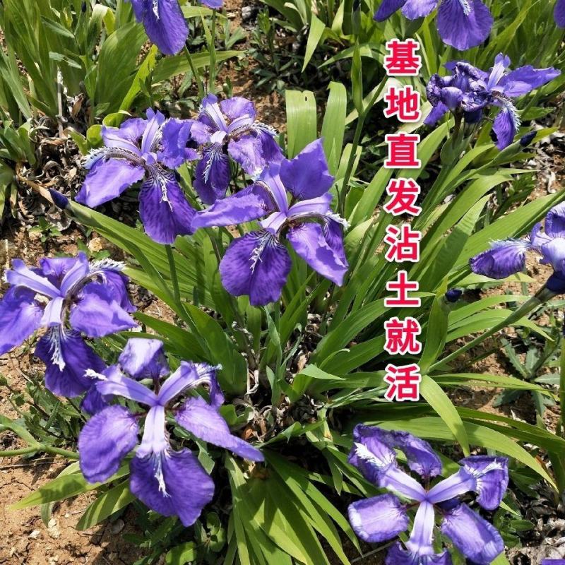 精品蝴蝶兰花苗盆栽蝴蝶兰鸢尾苗蓝花鸢尾苗