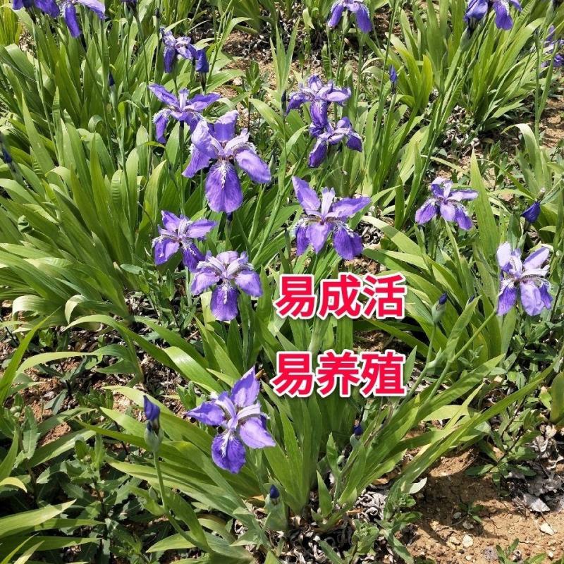 精品蝴蝶兰花苗盆栽蝴蝶兰鸢尾苗蓝花鸢尾苗