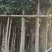 秋枫
