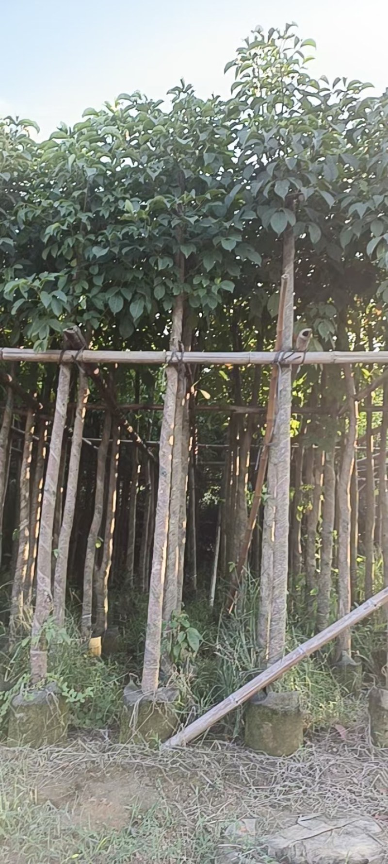 秋枫