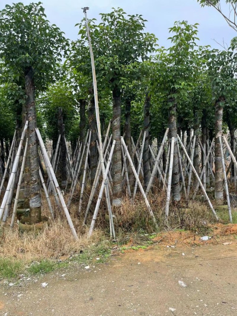 秋枫