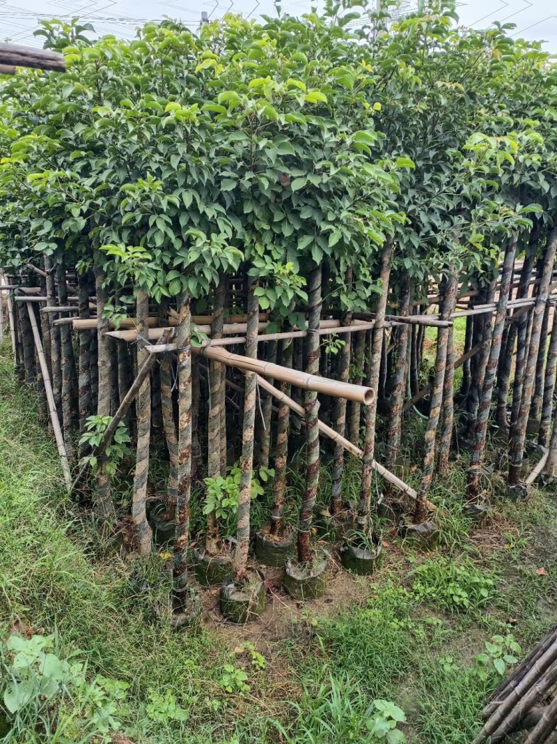 秋枫