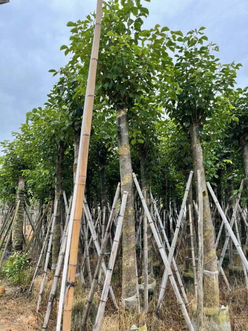 秋枫