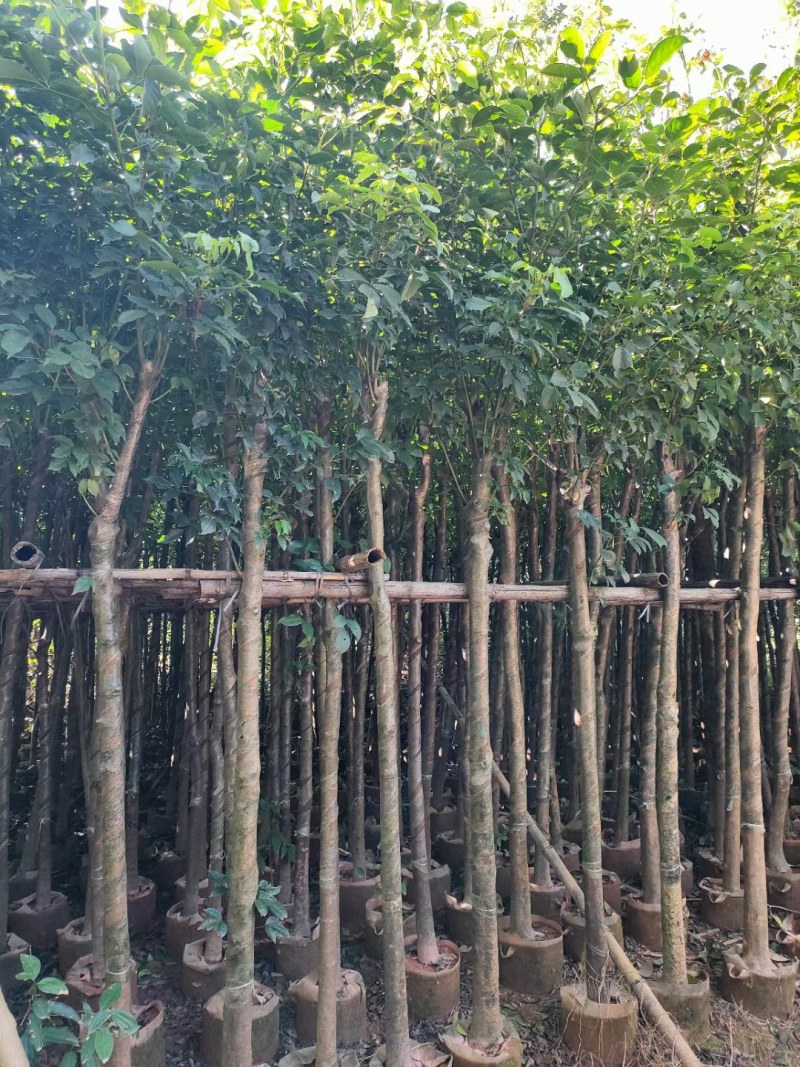 秋枫