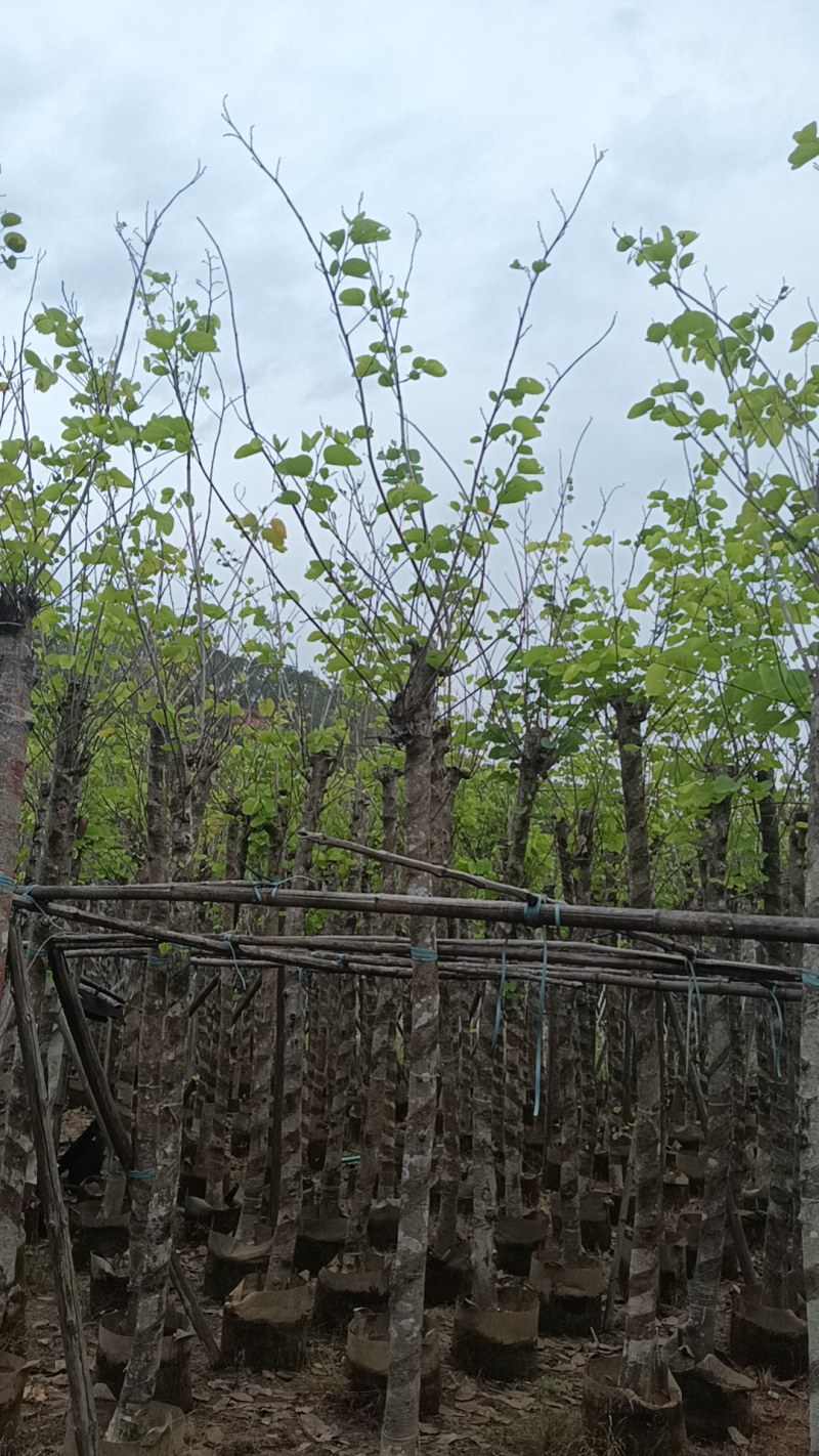 红花紫荆