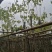 红花紫荆