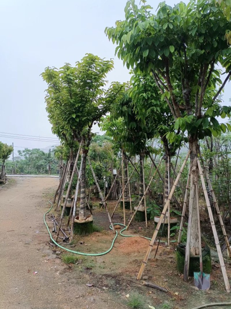 大叶紫薇