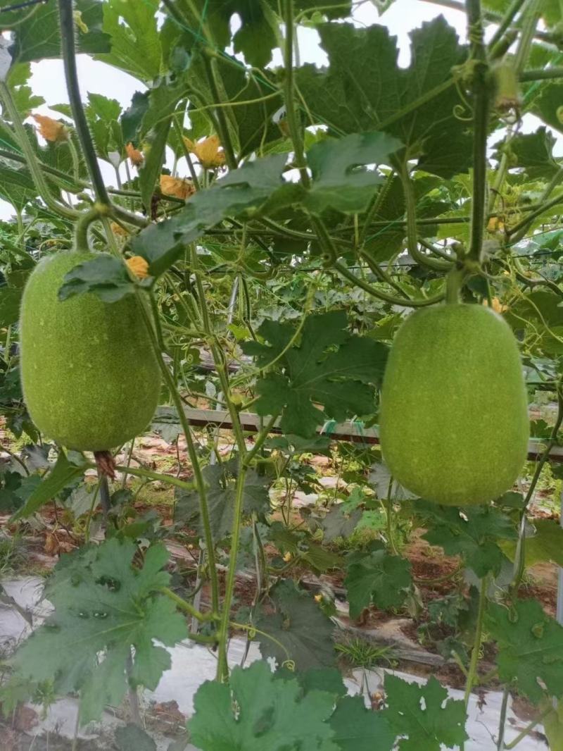 优质米冬瓜(大量有货)