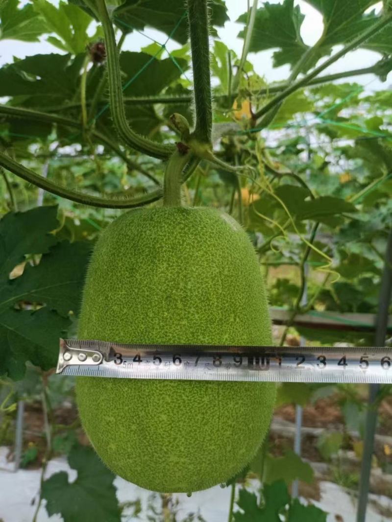 优质米冬瓜(大量有货)