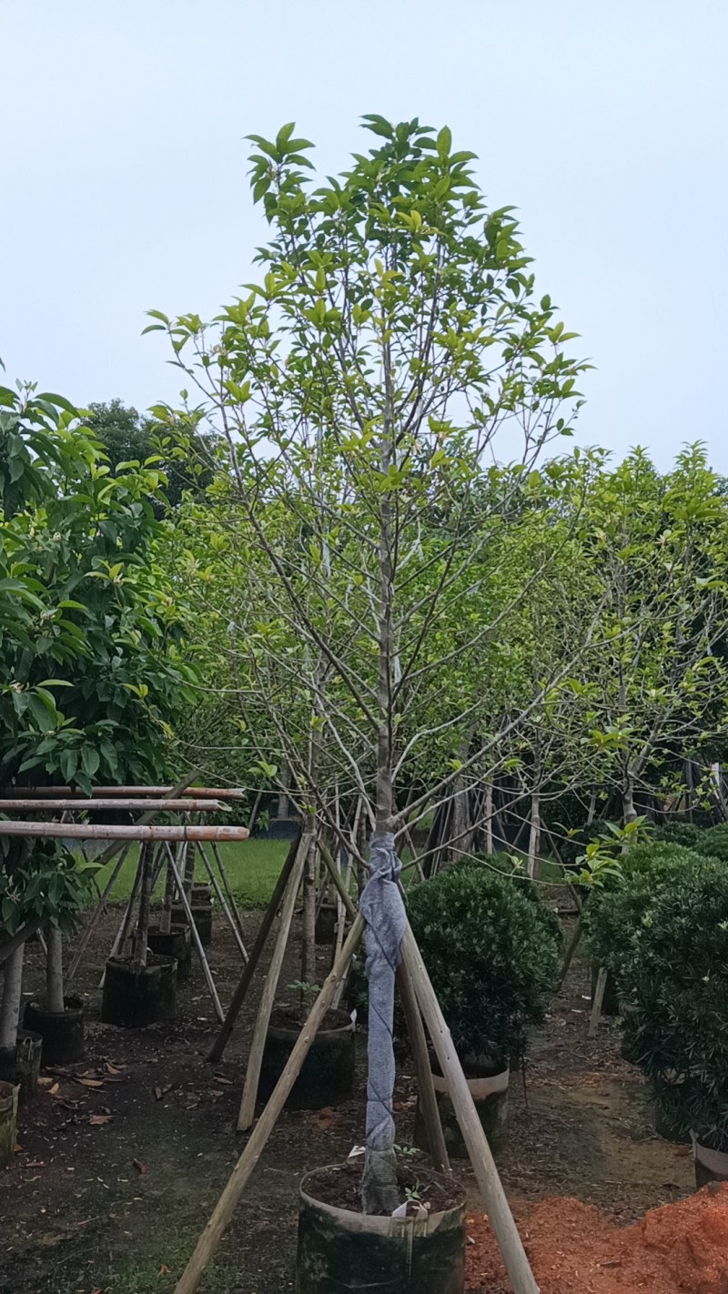 白玉兰