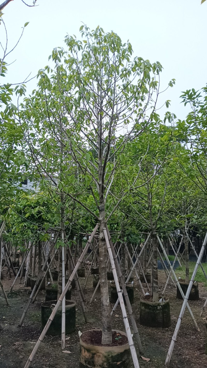 白玉兰