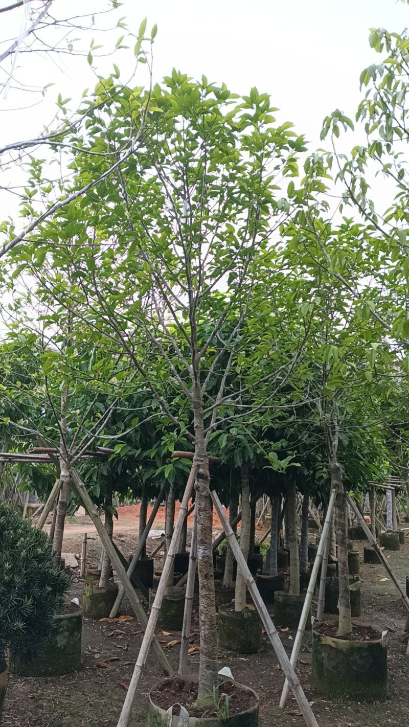 白玉兰