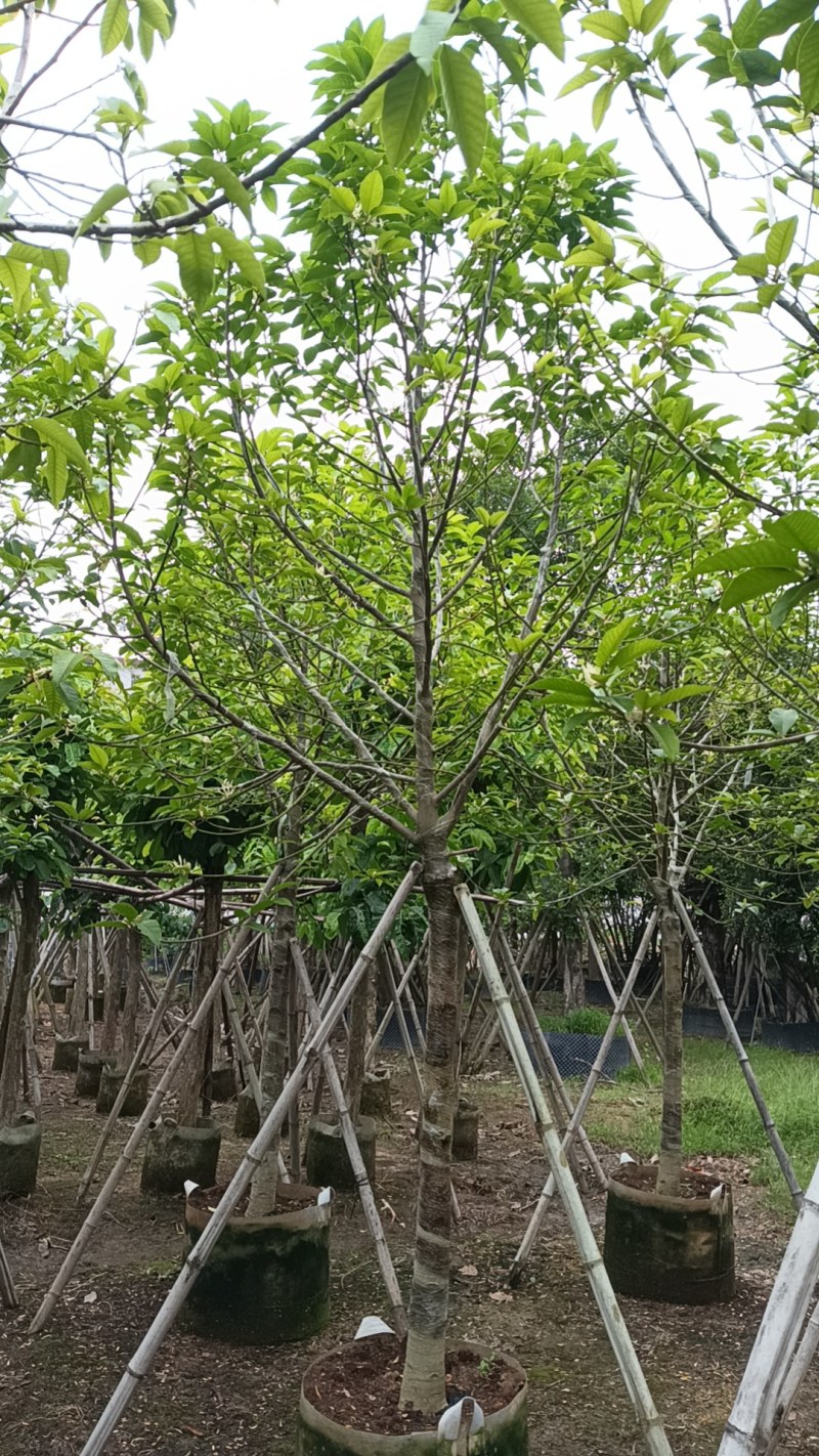 白玉兰