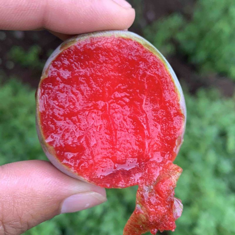 味帝李子李子大量上市有需要的客商联系