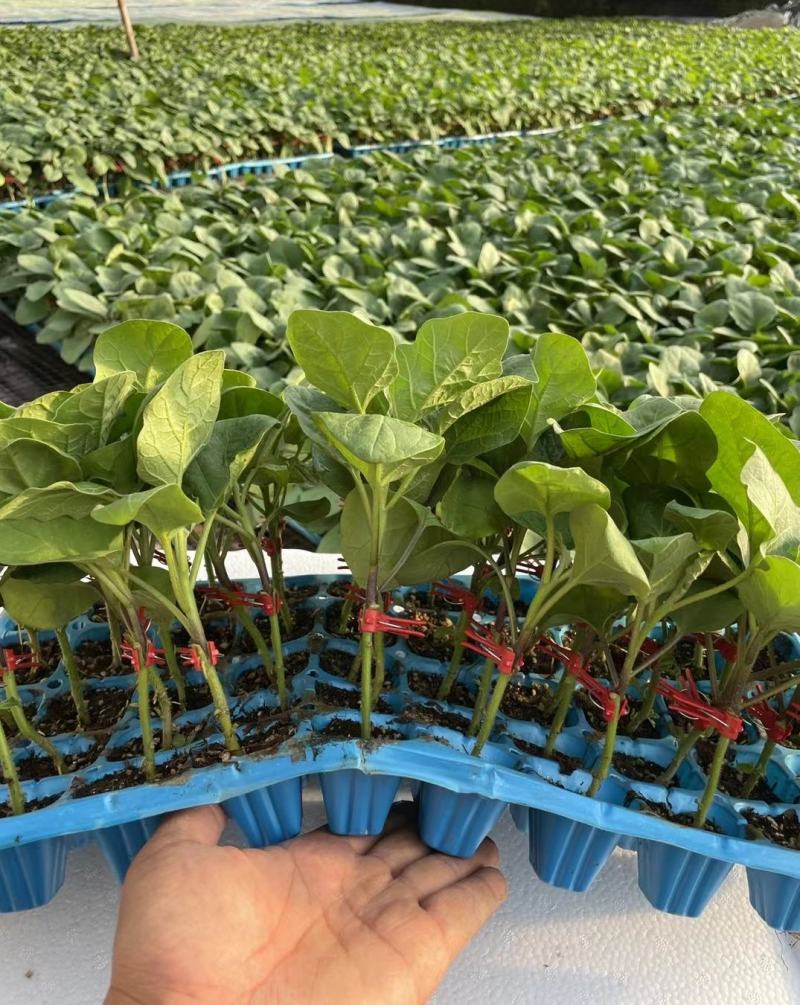 紫红长茄苗嫁接苗长茄粗茄大茄烧烤茄苗