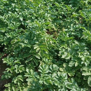 露天土豆自家种的有八万多斤荷兰十五