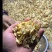 脱水蔬菜果蔬粉