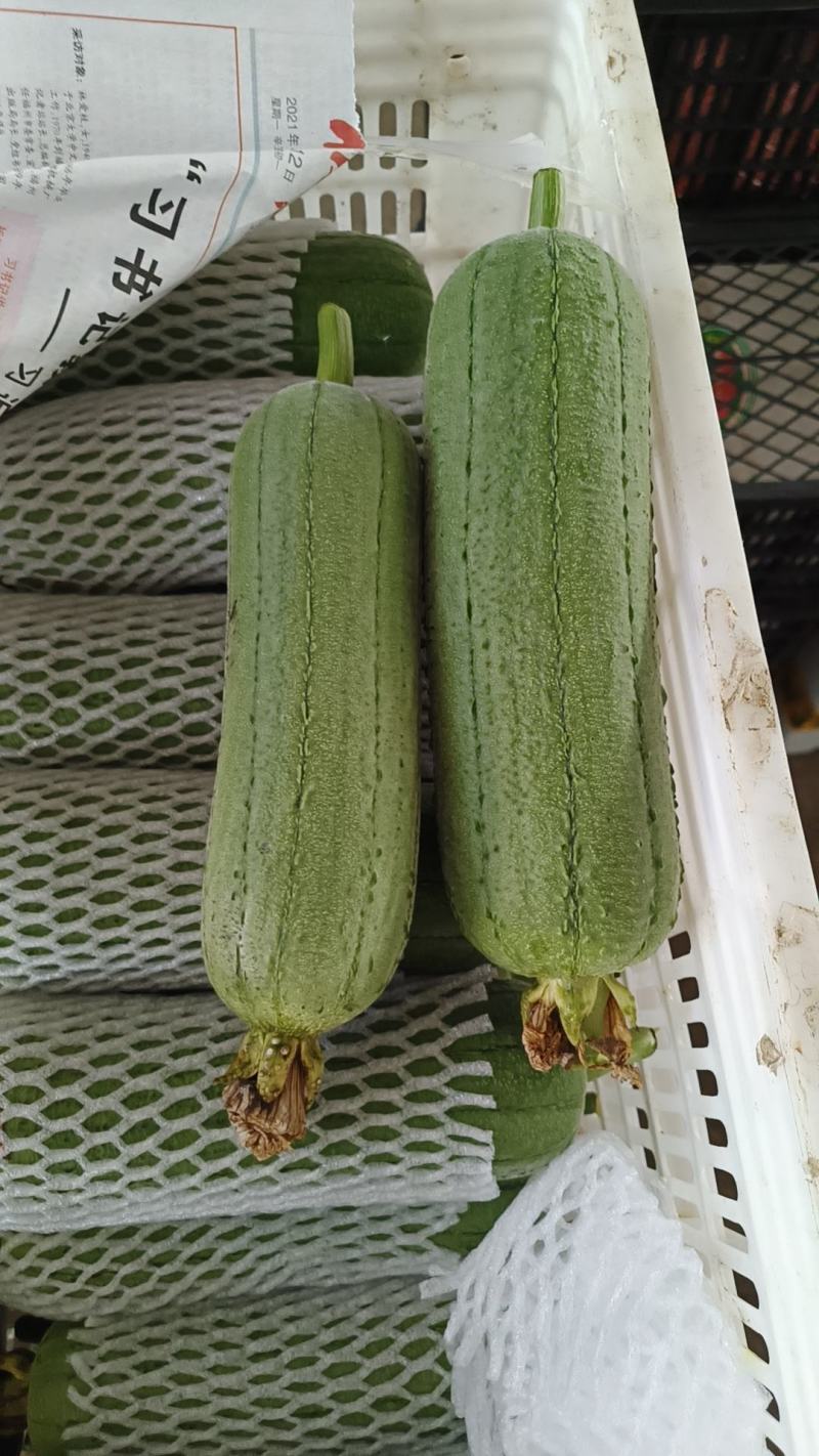 肉丝瓜老苗1.28上车福建