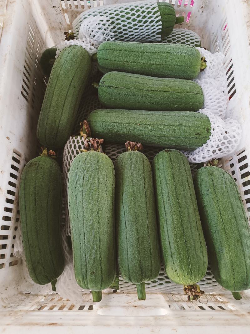 肉丝瓜老苗1.28上车福建