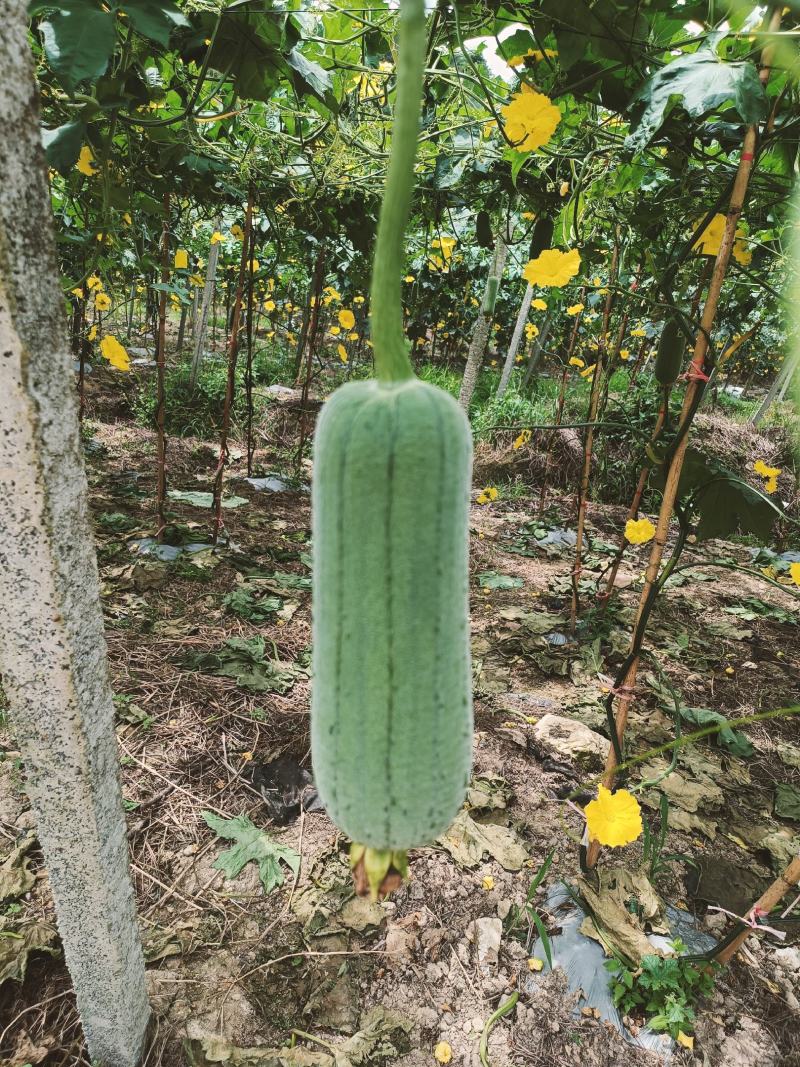 肉丝瓜老苗1.28上车福建