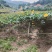 肉丝瓜老苗1.28上车福建