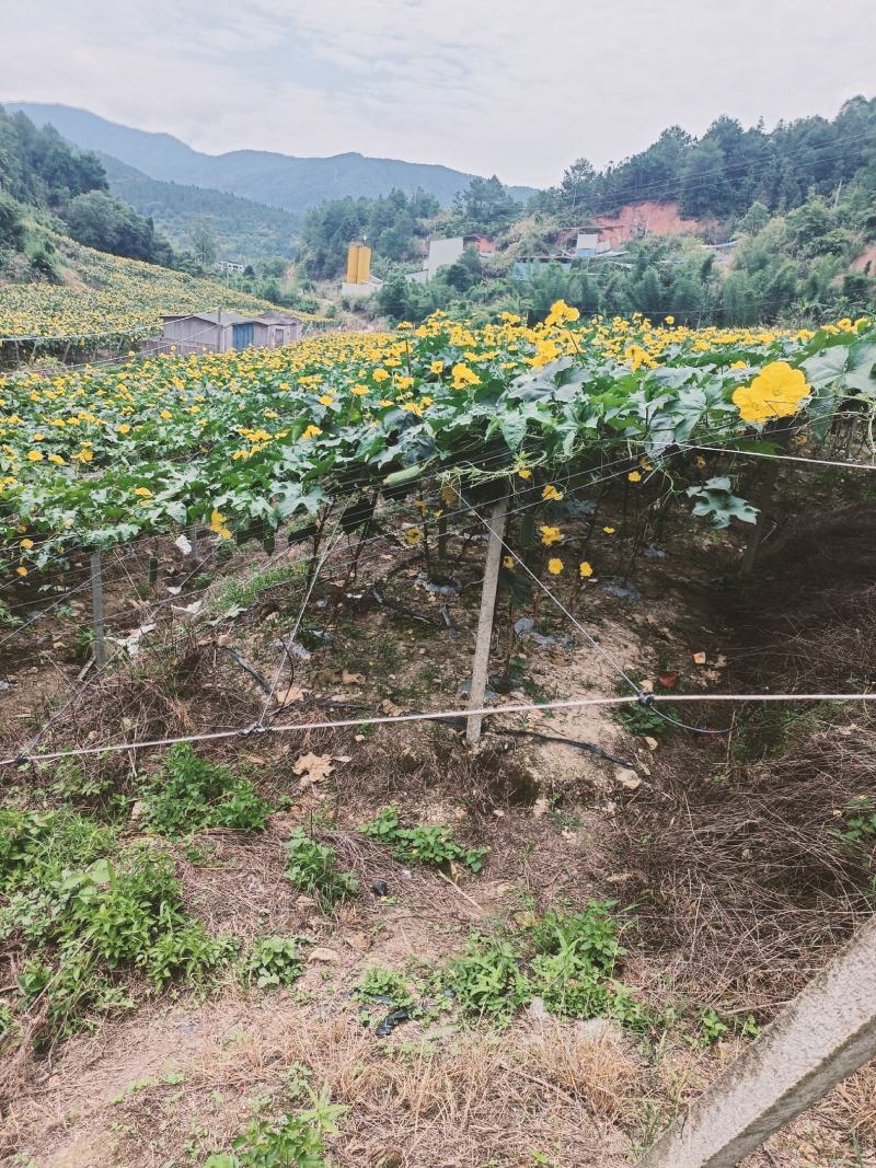 肉丝瓜老苗1.28上车福建