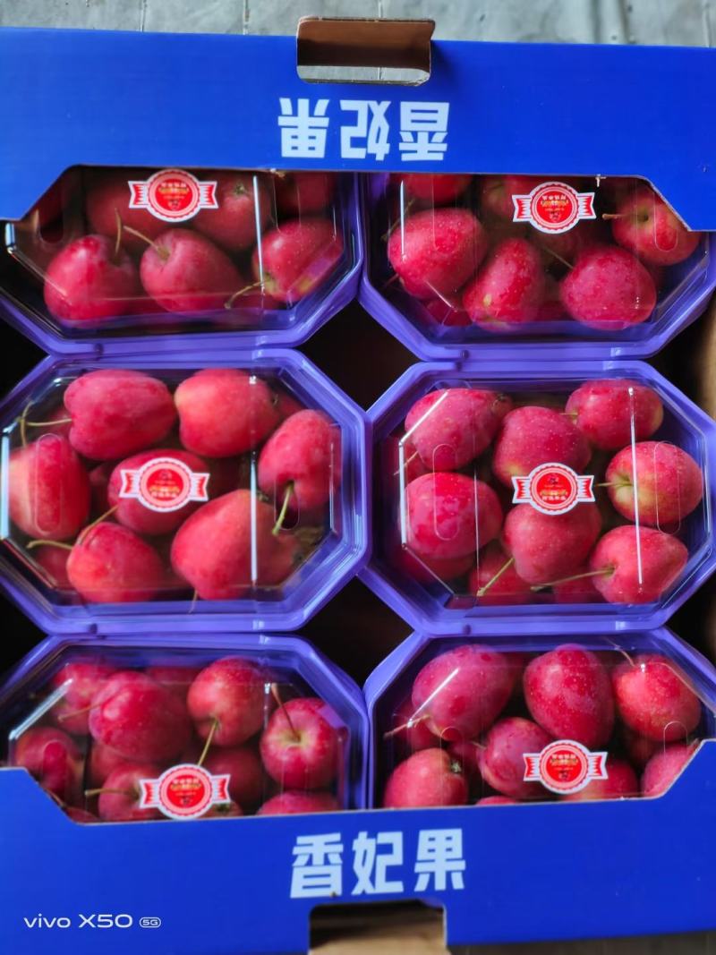 辽宁精品鸡心果大量上市一手货源欢迎来电实地考察