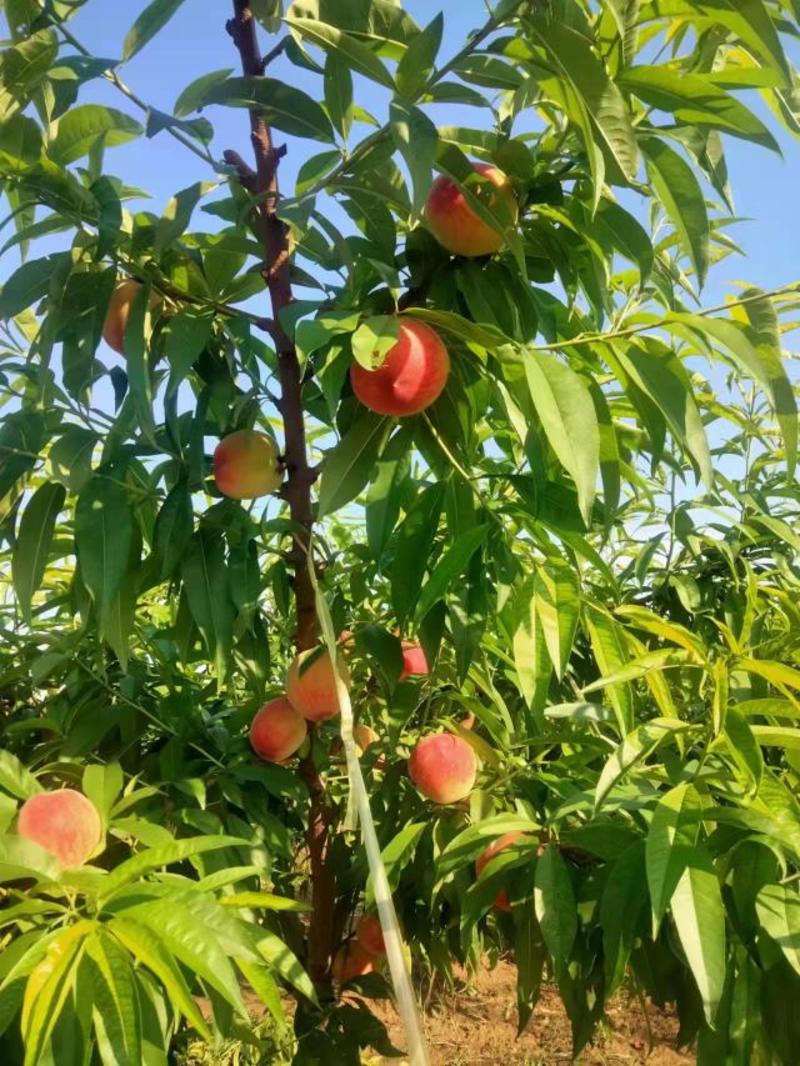 热卖中陕西大荔县桃子一手货源量大从优对接全国欢迎采购