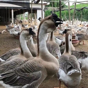 狮头鹅苗四季大白鹅苗产蛋王等
