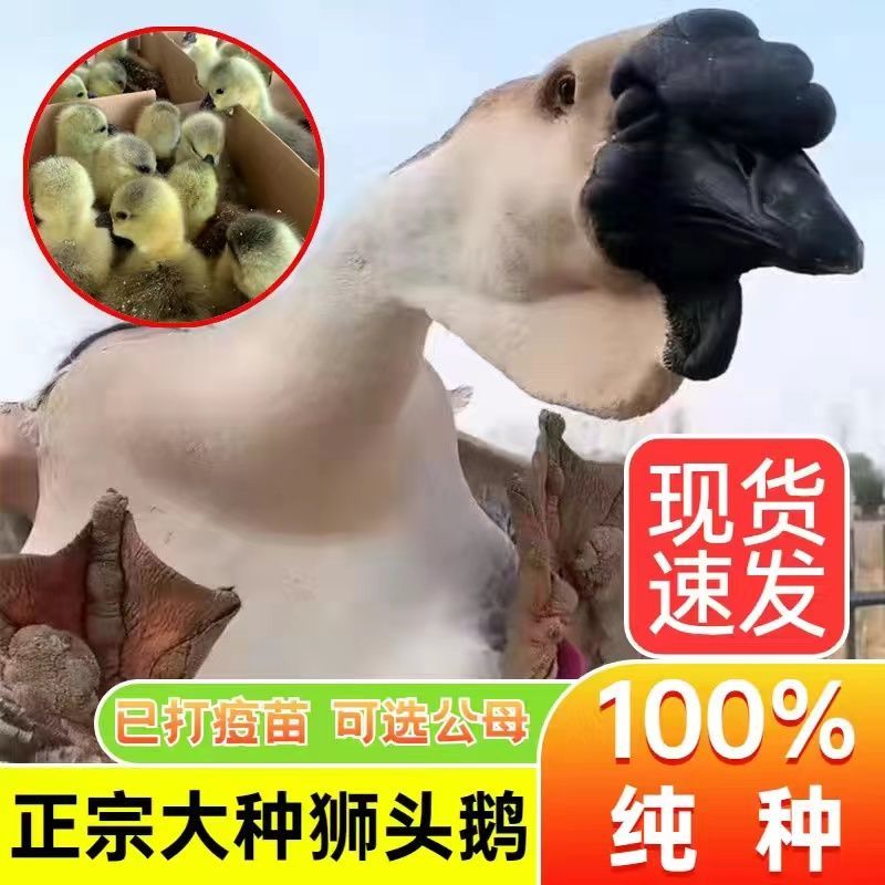 狮头鹅苗四季大白鹅苗产蛋王等