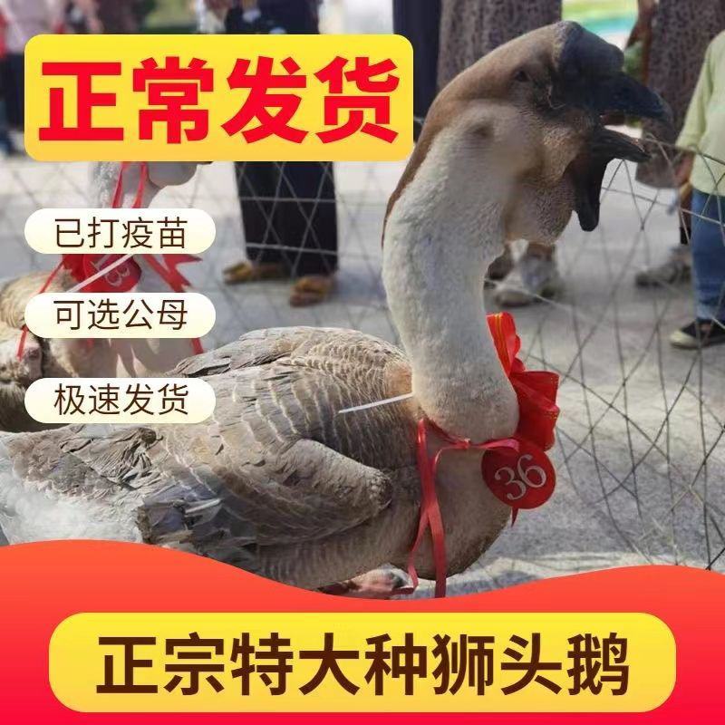 狮头鹅苗四季大白鹅苗产蛋王等