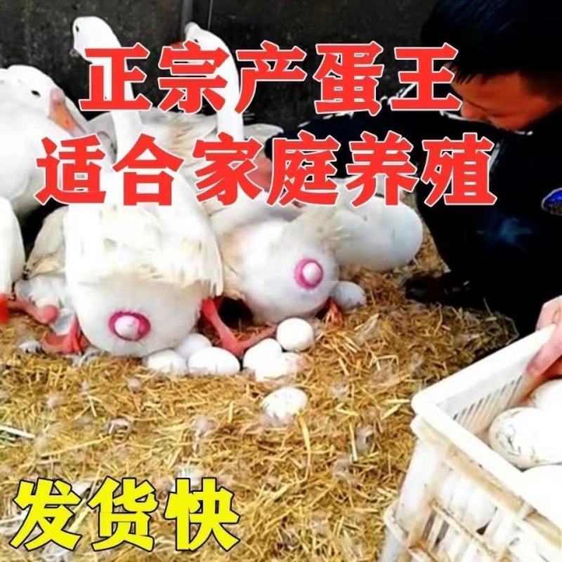狮头鹅苗四季大白鹅苗产蛋王等