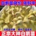 狮头鹅苗四季大白鹅苗产蛋王等