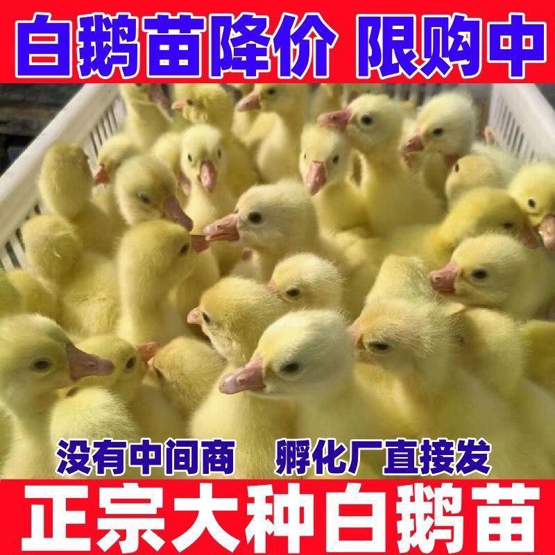 狮头鹅苗四季大白鹅苗产蛋王等
