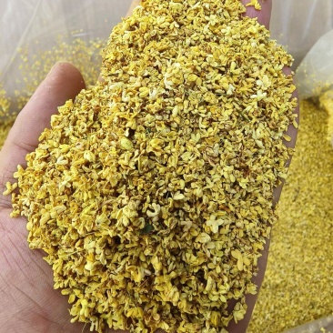 桂花脱水精选桂花干货