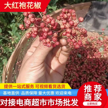 大凉山鲜花椒盐源鲜花椒大红袍花椒产地代办麻香味重