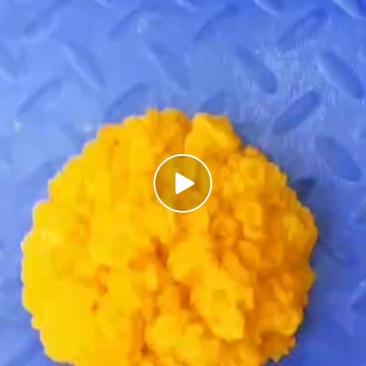 金耳菌