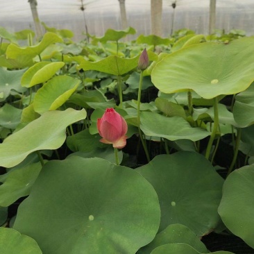 [热卖]河北保定荷花绿化荷花盆栽诚信经营量大