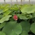[热卖]河北保定荷花绿化荷花盆栽诚信经营量大