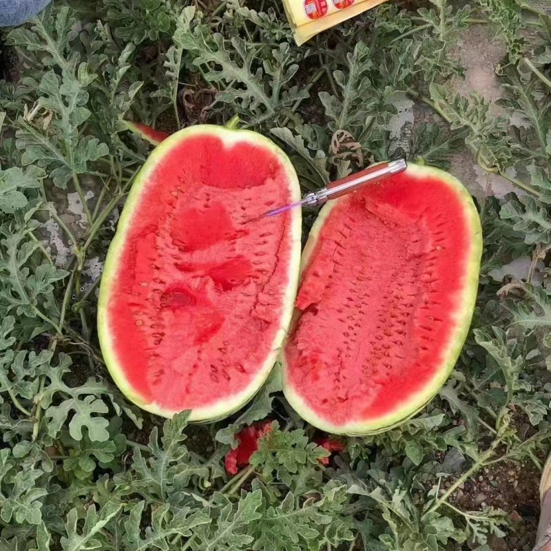 湖北精品美都，8424西瓜大量有货