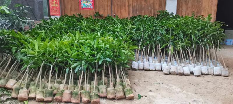 台农芒果苗，四季芒果苗，挑好苗子出货