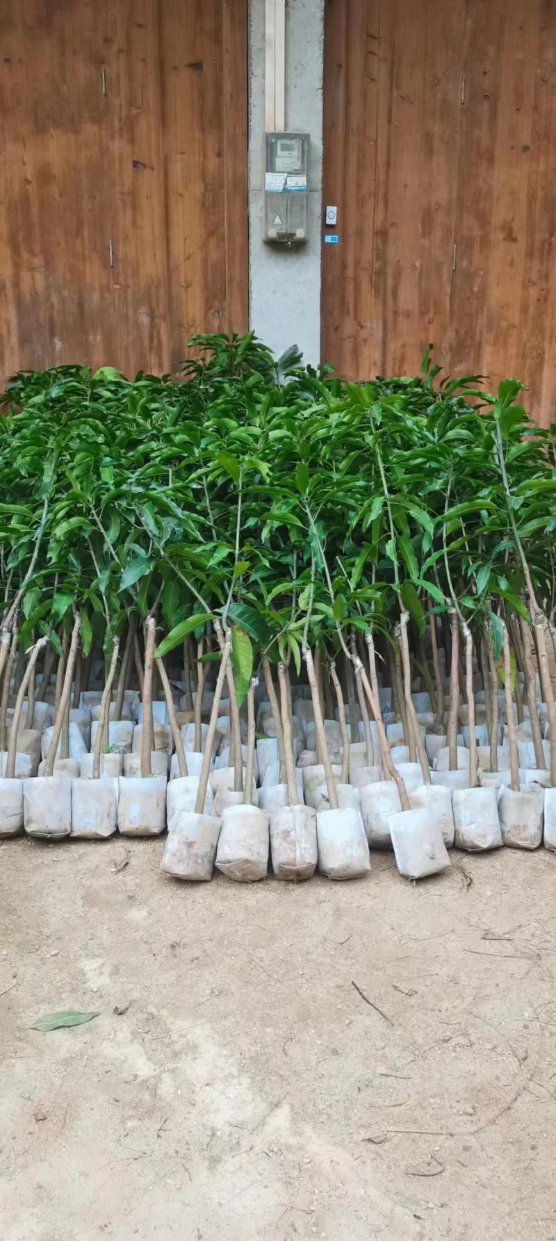 台农芒果苗，四季芒果苗，挑好苗子出货