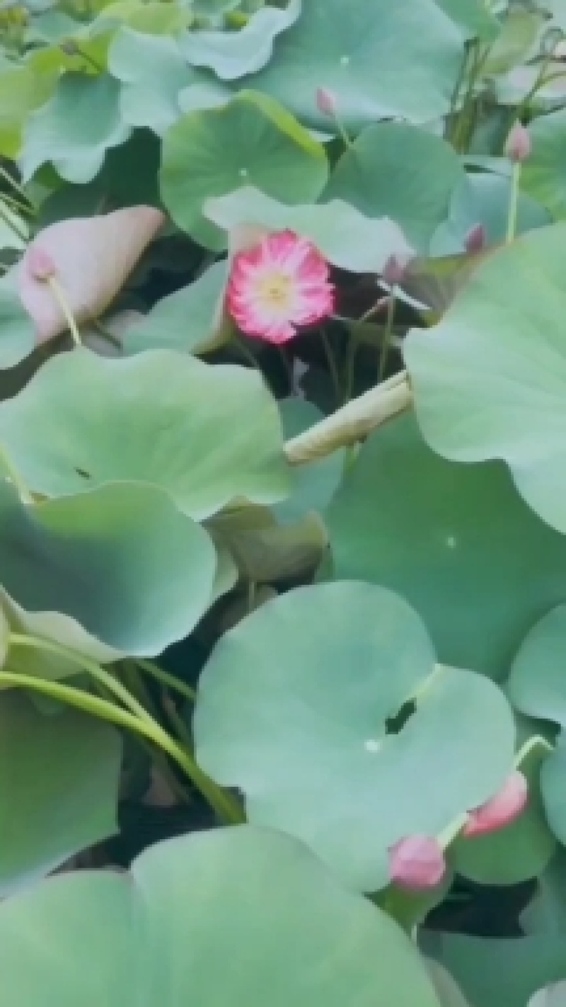 [热卖]河北保定荷花绿化荷花盆栽诚信经营量大